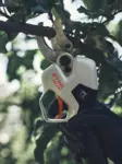 STIHL ASA 140 AKKUKÄYTTÖISET OKSASAKSET - STIHL AP Akkusahat, oksasahat - VA080116201 - 5