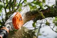 STIHL HTA 135 akkukäyttöinen oksasaha - STIHL AP akkukoneet - LA012000031 - 3