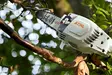 STIHL HTA 86 akkukäyttöinen oksasaha - STIHL AP akkukoneet - LA032000005 - 4